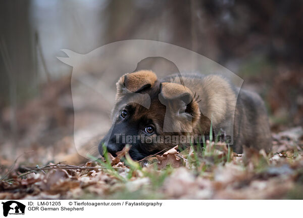 GDR German Shepherd / LM-01205