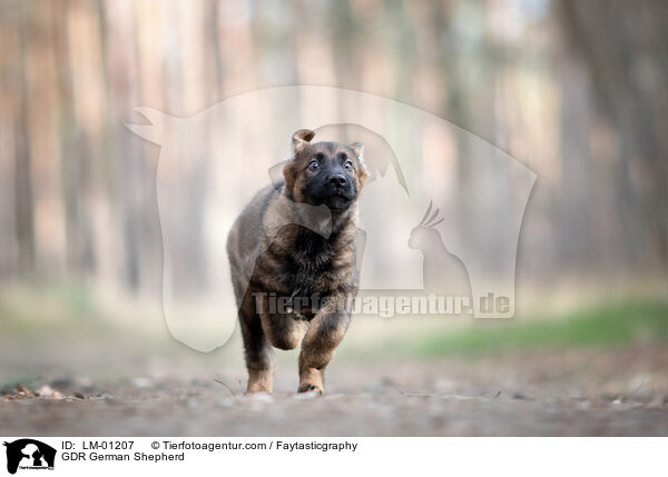 GDR German Shepherd / LM-01207