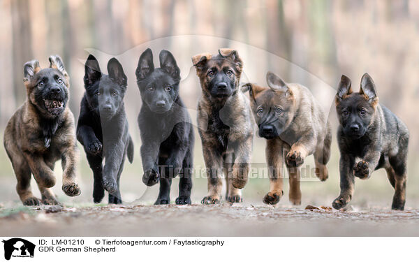 GDR German Shepherd / LM-01210