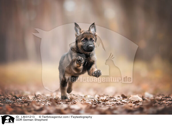 GDR German Shepherd / LM-01213