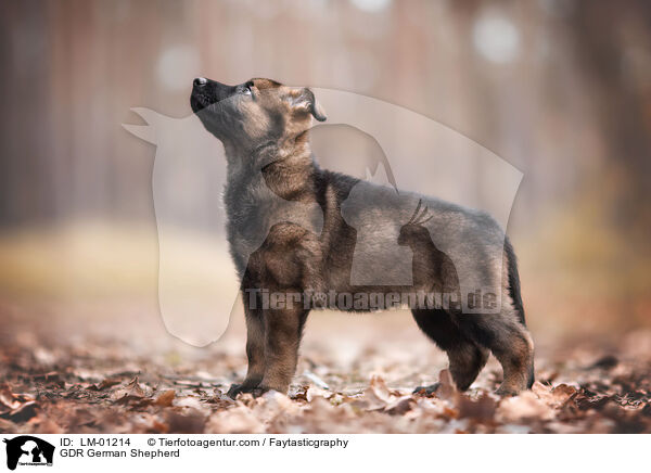 GDR German Shepherd / LM-01214