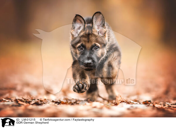GDR German Shepherd / LM-01215