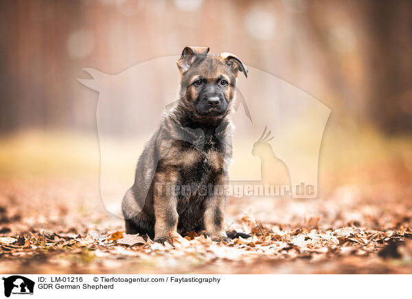 GDR German Shepherd / LM-01216