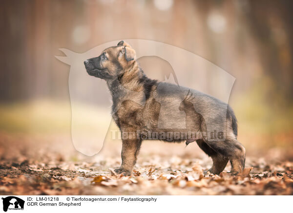 GDR German Shepherd / LM-01218