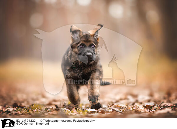 DDR Deutscher Schferhund / GDR German Shepherd / LM-01222