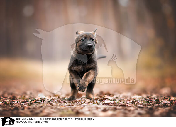 GDR German Shepherd / LM-01231