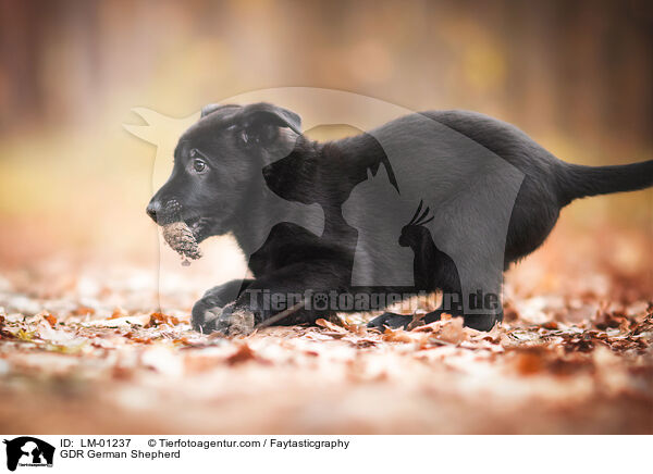 DDR Deutscher Schferhund / GDR German Shepherd / LM-01237