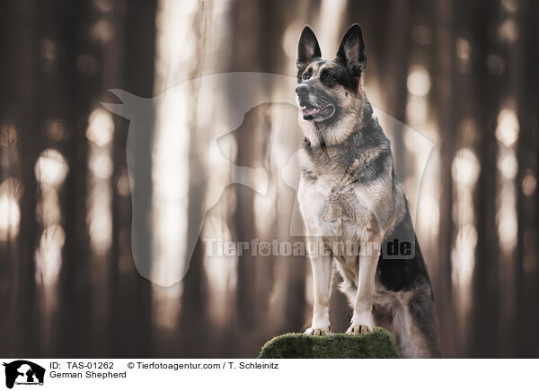 German Shepherd / TAS-01262
