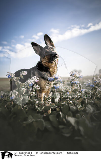 Deutscher Schferhund / German Shepherd / TAS-01264