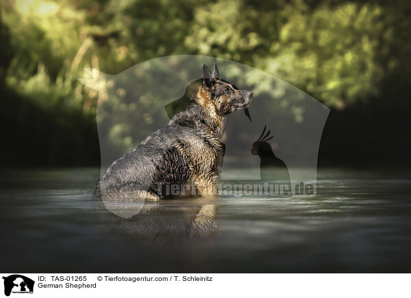 Deutscher Schferhund / German Shepherd / TAS-01265