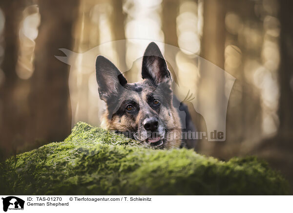 German Shepherd / TAS-01270