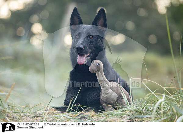 German Shepherd / EHO-02619