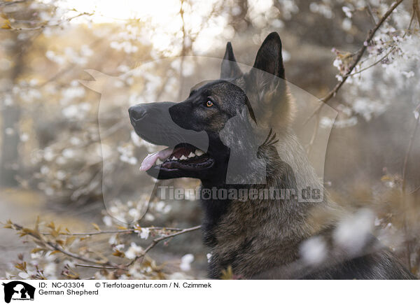 Deutscher Schferhund / German Shepherd / NC-03304
