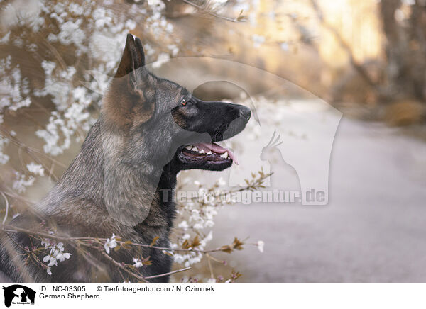 Deutscher Schferhund / German Shepherd / NC-03305