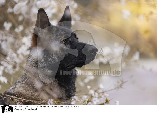 Deutscher Schferhund / German Shepherd / NC-03307