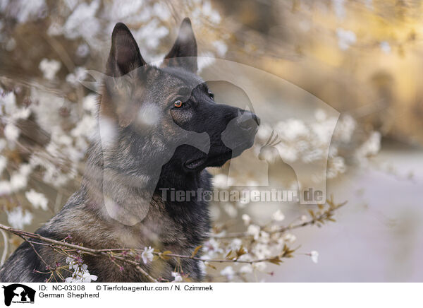 Deutscher Schferhund / German Shepherd / NC-03308