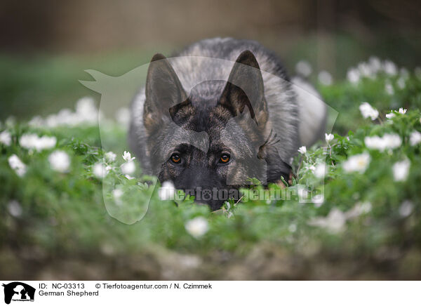 Deutscher Schferhund / German Shepherd / NC-03313