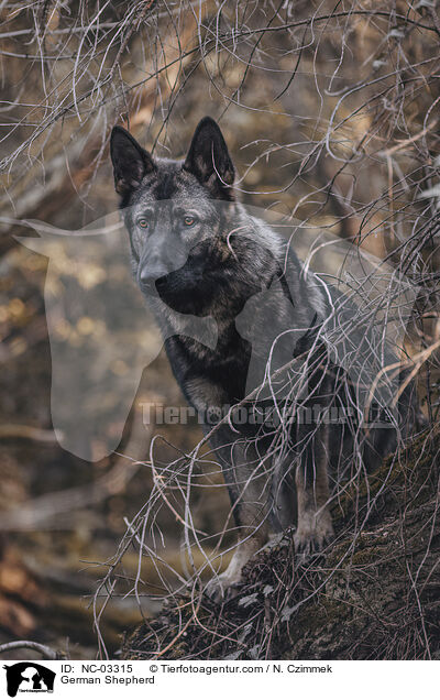 German Shepherd / NC-03315