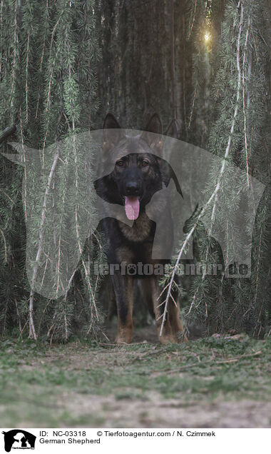 Deutscher Schferhund / German Shepherd / NC-03318