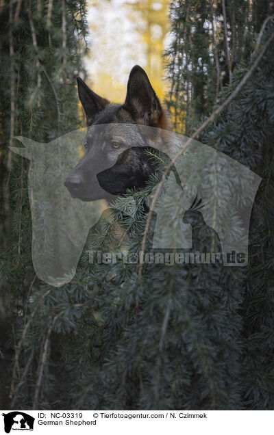 Deutscher Schferhund / German Shepherd / NC-03319