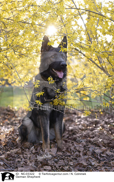Deutscher Schferhund / German Shepherd / NC-03322