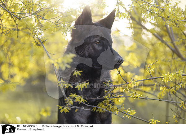 Deutscher Schferhund / German Shepherd / NC-03325