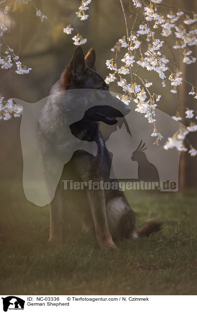 Deutscher Schferhund / German Shepherd / NC-03336