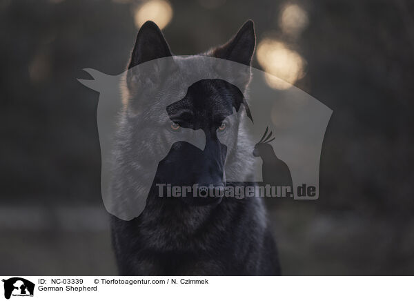 German Shepherd / NC-03339