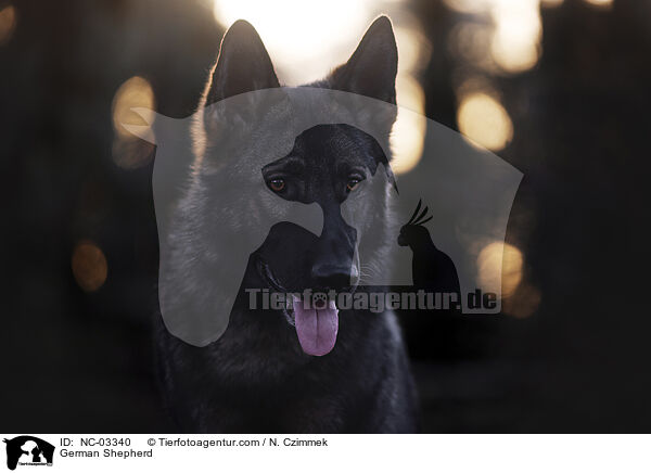 Deutscher Schferhund / German Shepherd / NC-03340
