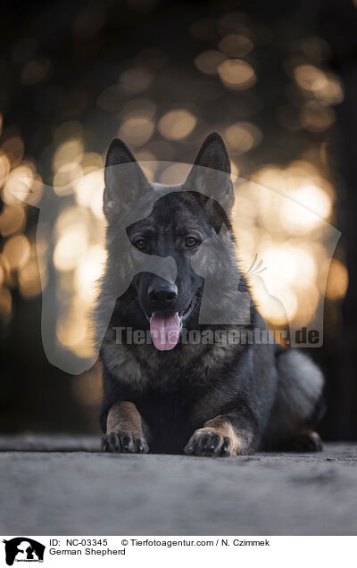 German Shepherd / NC-03345