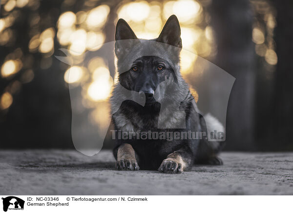 German Shepherd / NC-03346