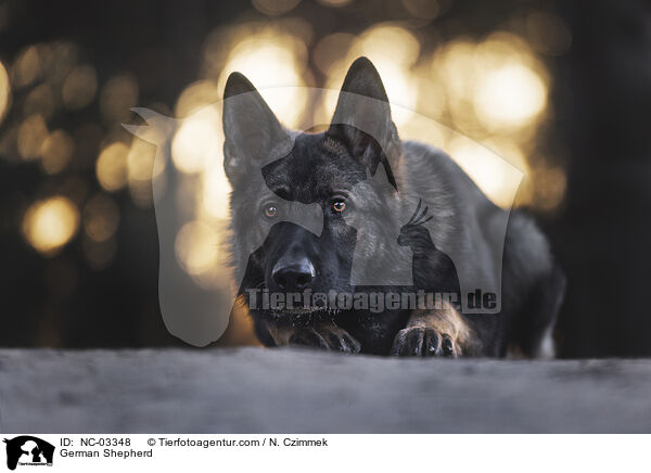 German Shepherd / NC-03348