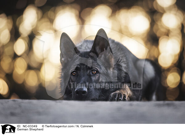 German Shepherd / NC-03349