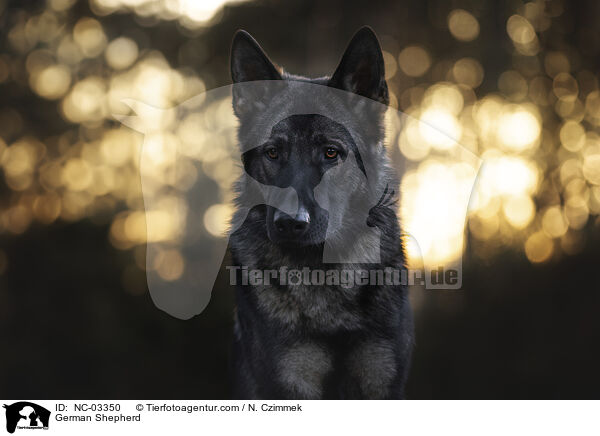 German Shepherd / NC-03350
