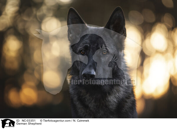 German Shepherd / NC-03351
