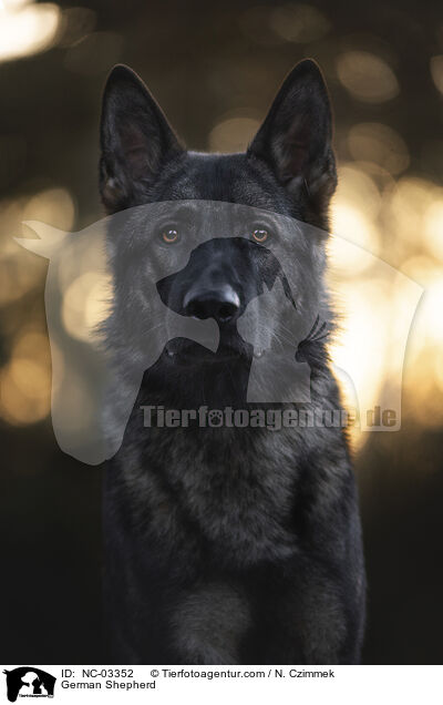 German Shepherd / NC-03352