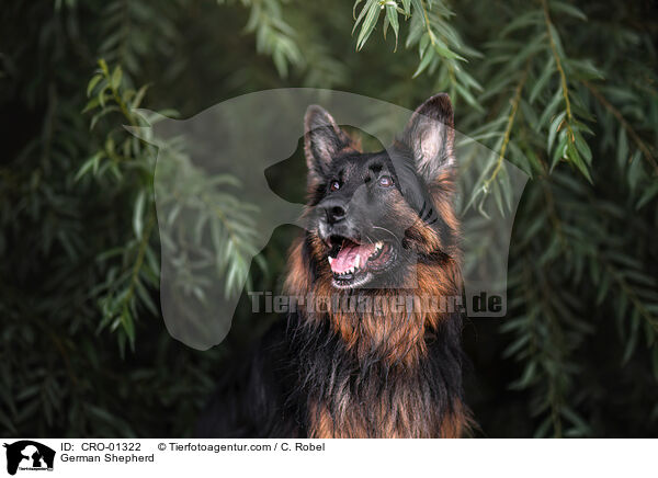 German Shepherd / CRO-01322