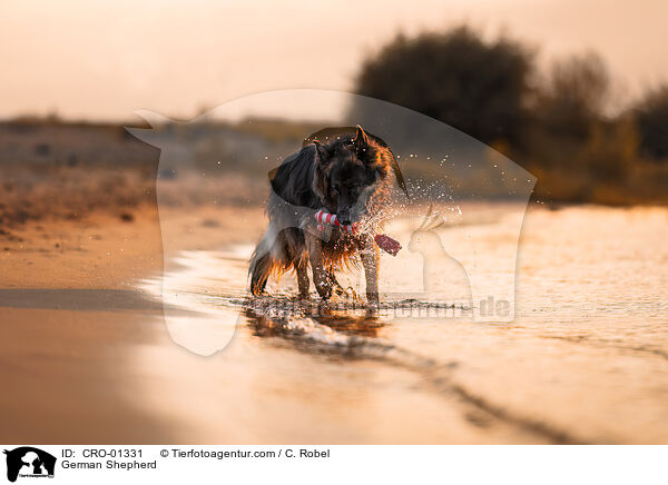 German Shepherd / CRO-01331