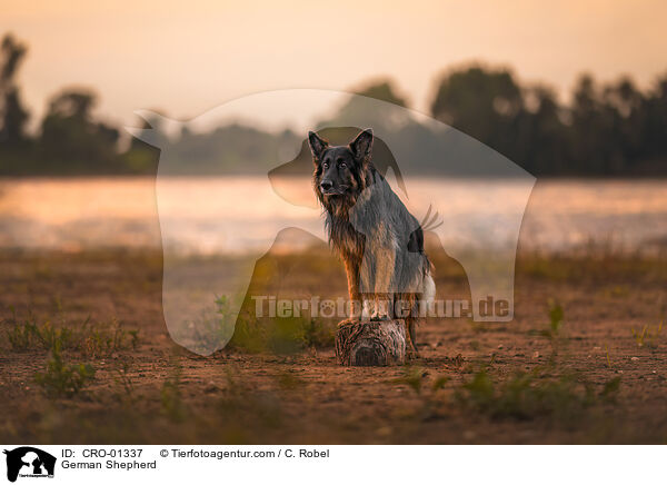 German Shepherd / CRO-01337