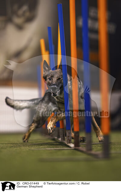 Deutscher Schferhund / German Shepherd / CRO-01449