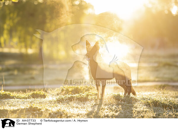 Deutscher Schferhund / German Shepherd / AH-07733