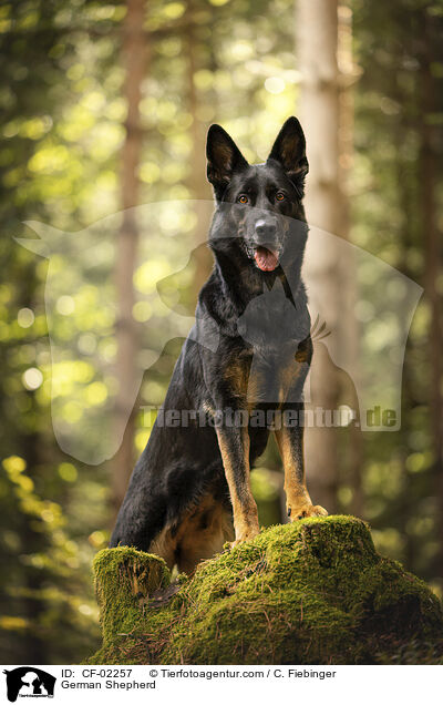 Deutscher Schferhund / German Shepherd / CF-02257