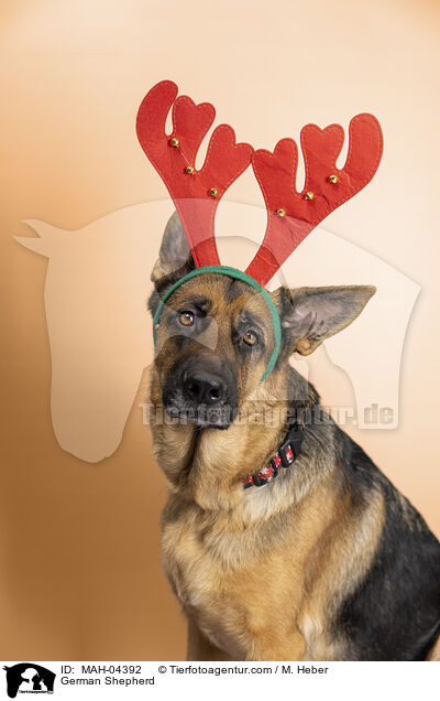 Deutscher Schferhund / German Shepherd / MAH-04392