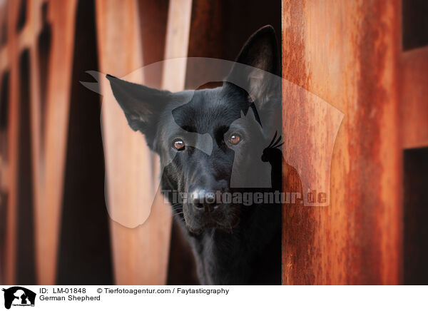 Deutscher Schferhund / German Shepherd / LM-01848