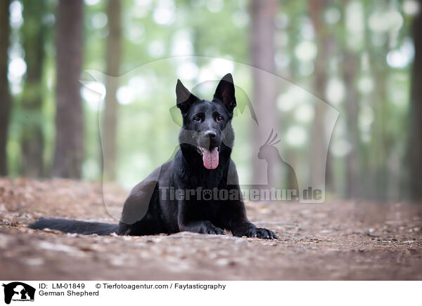 German Shepherd / LM-01849