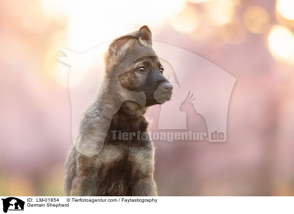 Deutscher Schferhund / German Shepherd / LM-01854
