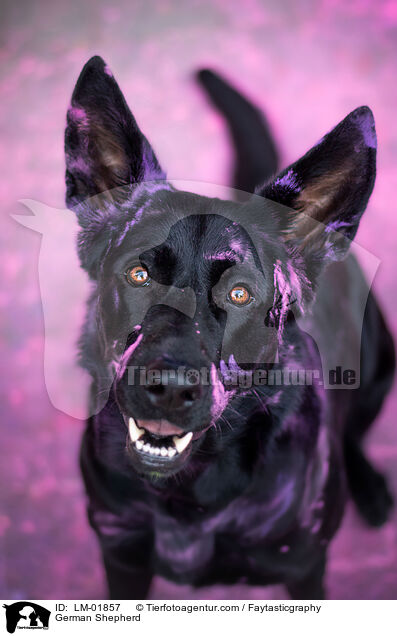 Deutscher Schferhund / German Shepherd / LM-01857