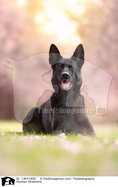 German Shepherd / LM-01859
