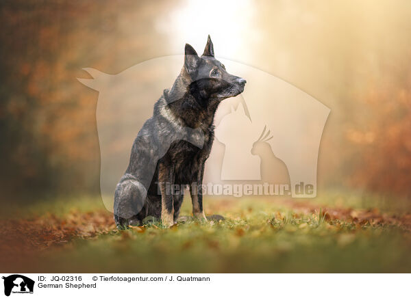 German Shepherd / JQ-02316