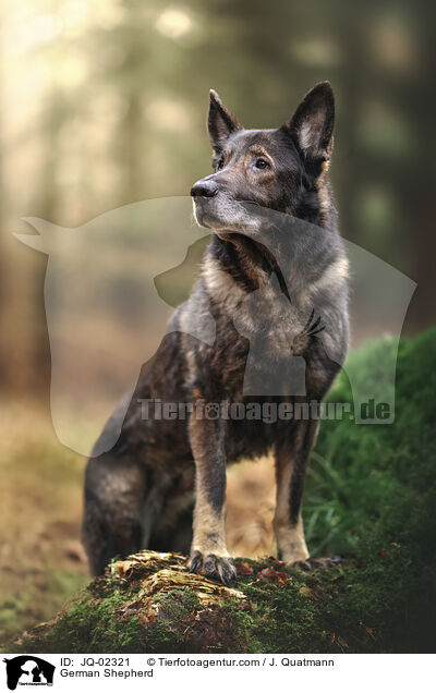 German Shepherd / JQ-02321